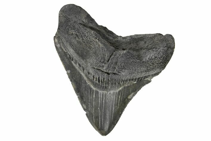 Serrated, Juvenile Megalodon Tooth - South Carolina #171206